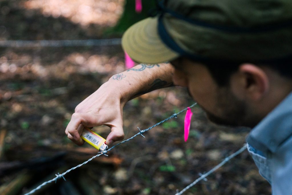 How many bears in Connecticut?